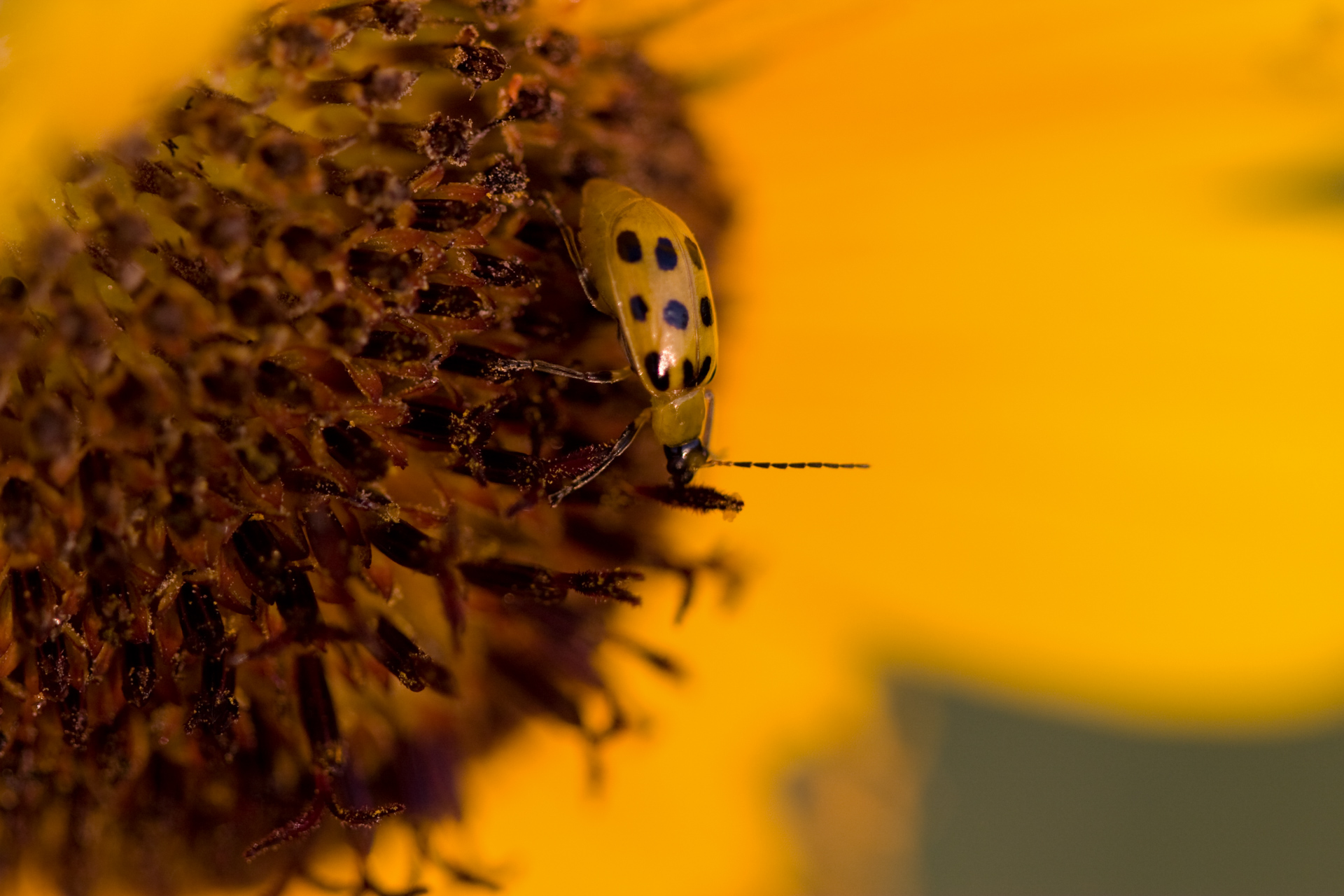 art-insects-03 - DTX Media