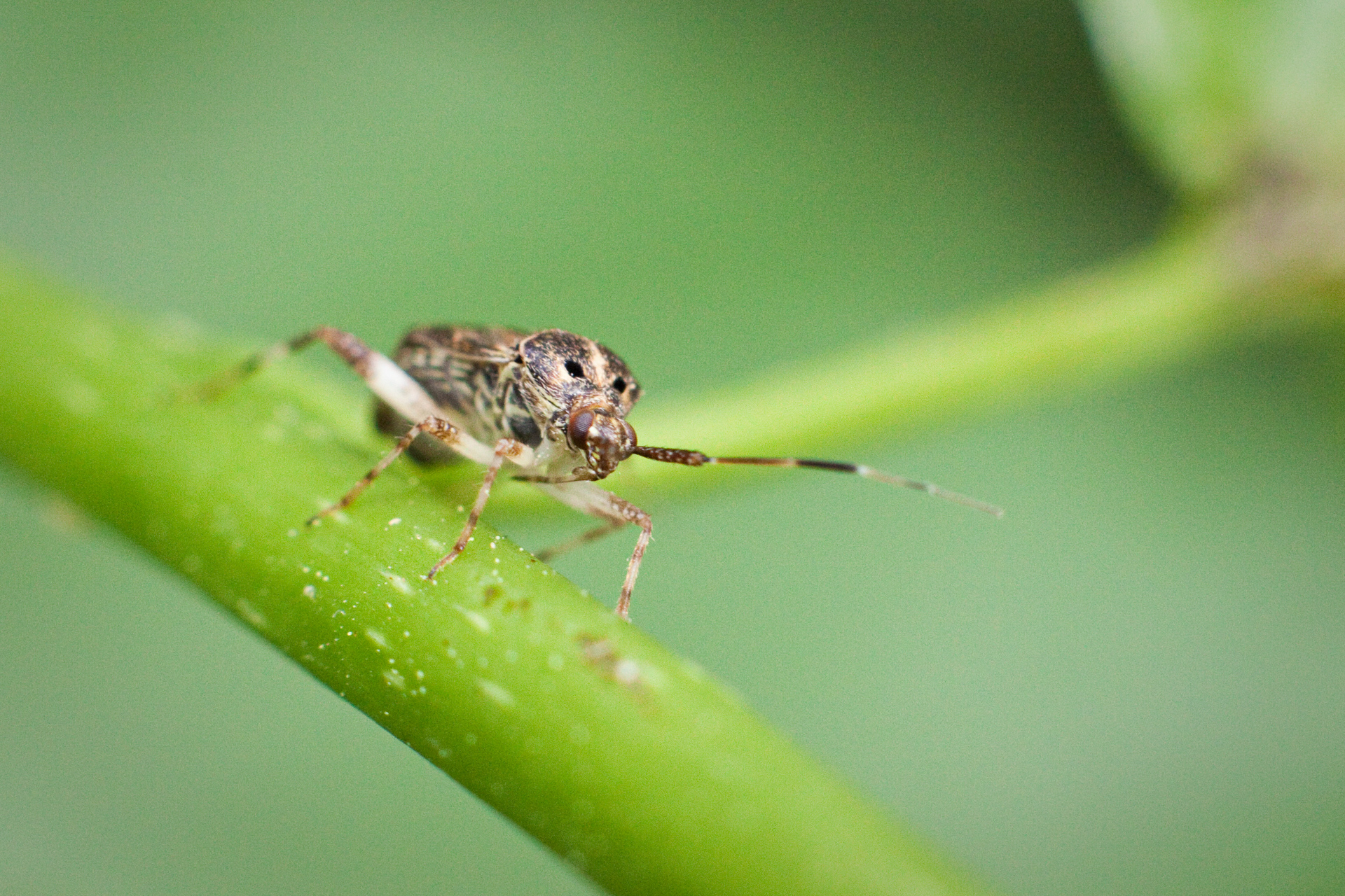 art-insects-12 - DTX Media